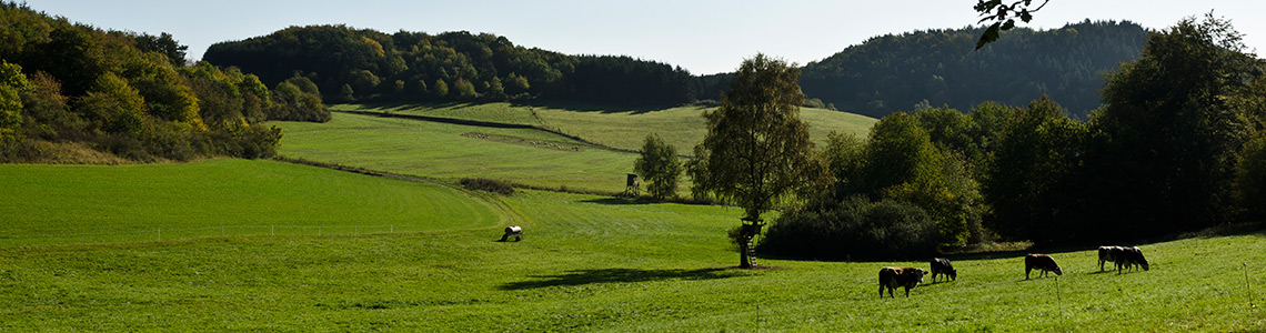 Weidelandschaft mit Rindern, Wald und Hügeln rund um das Ferienhaus Scheldequelle in Eschenburg