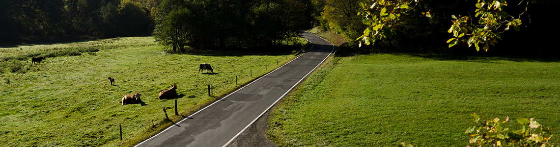 Landstraße durch grüne Weiden mit Pferden in der Umgebung des Ferienhaus Scheldequelle in Eschenburg