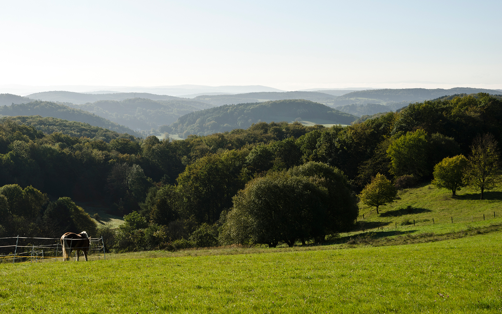 Weiter Blick über die Hügel- und Waldlandschaft des Lahn-Dill-Berglands mit Pferd auf der Weide